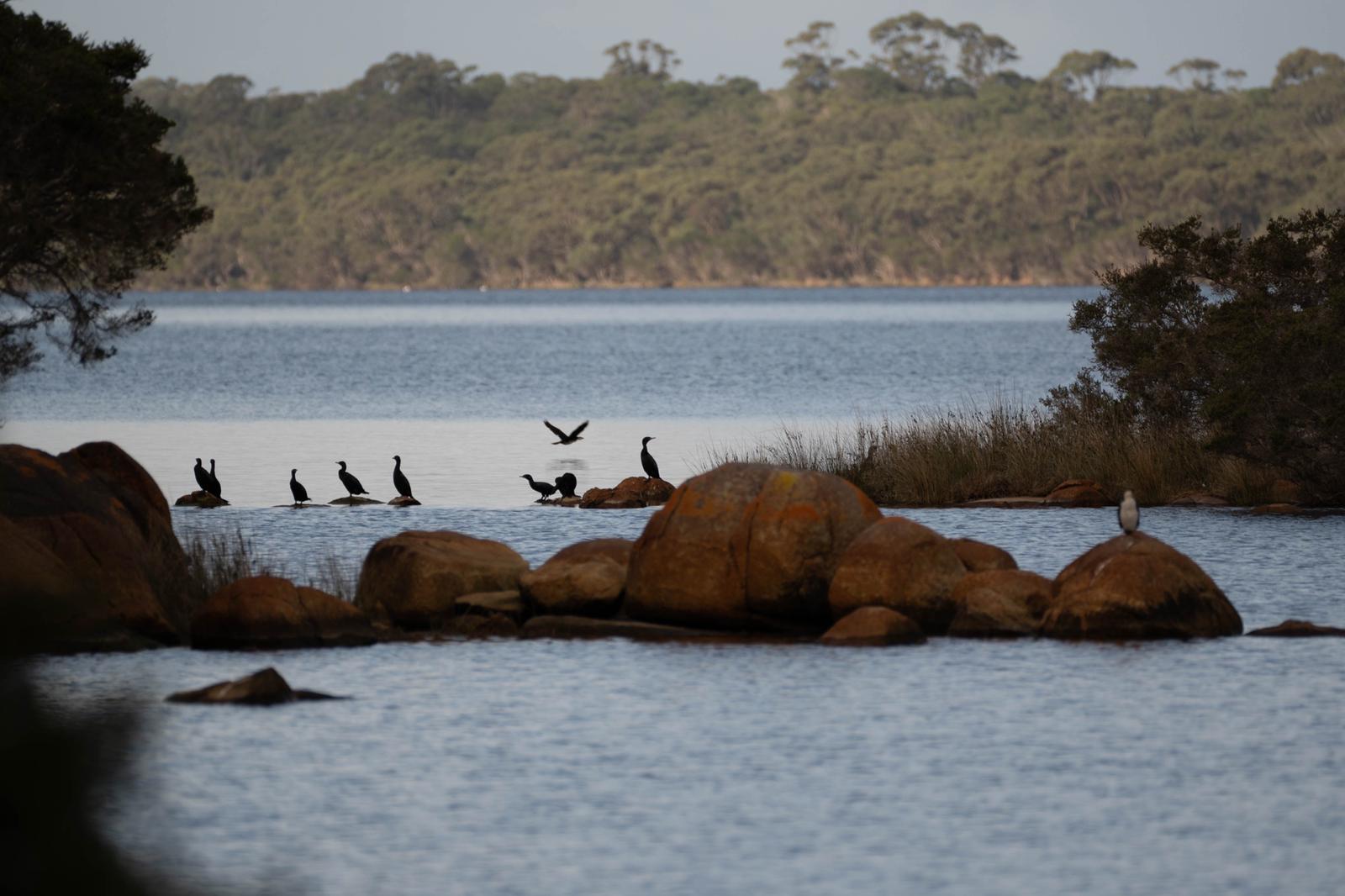 Silent Retreat - Denmark inlet birds