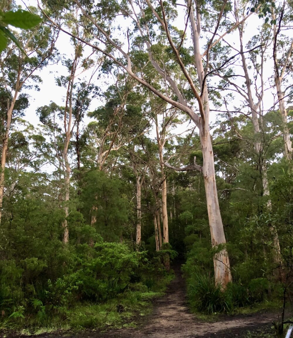 Silent Retreat - The Cove trees